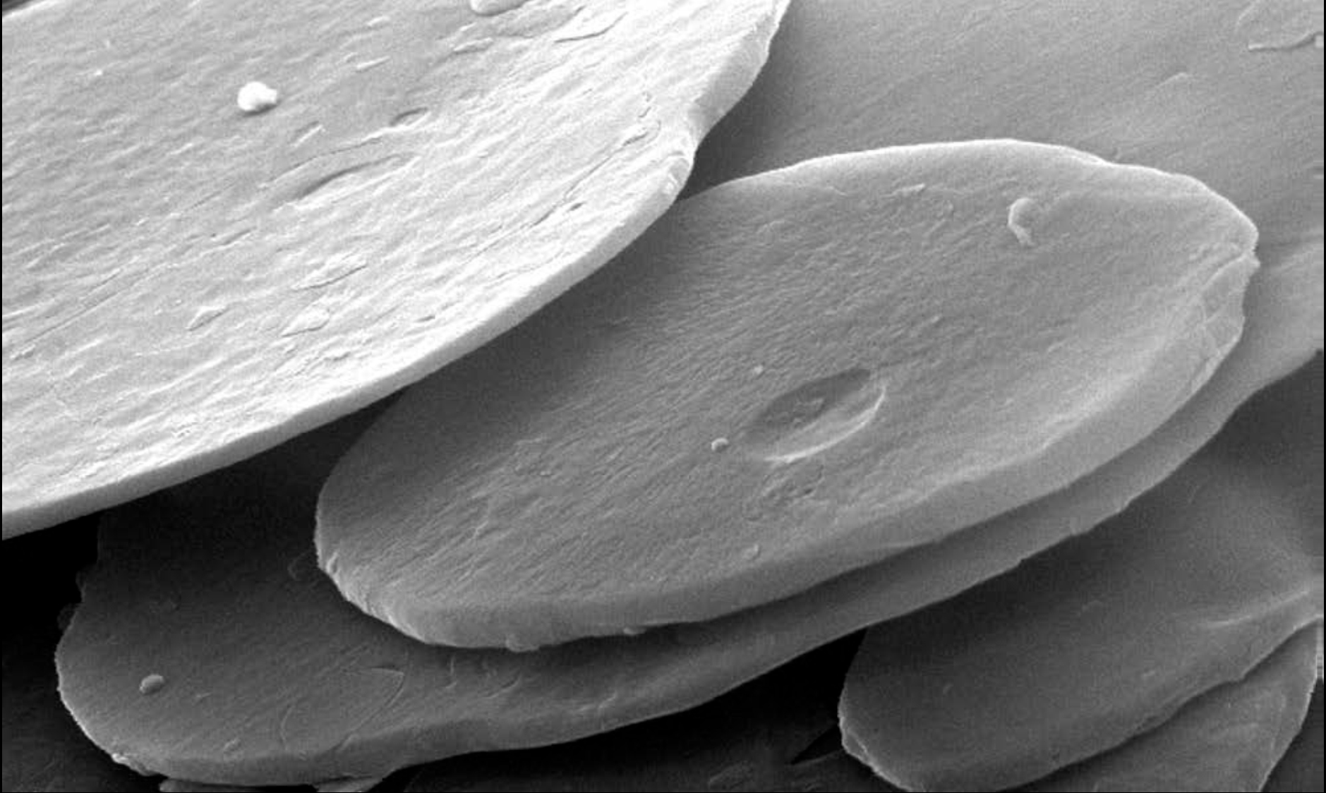 A close up of the aluminum flake found in aluminum paste.
